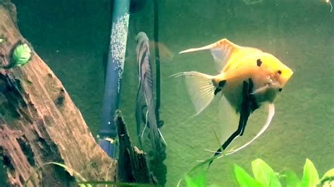 Angelfish breeding! - YouTube