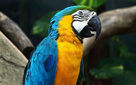 Lovely macaw parrots wallpaper | 2560x1600 | #13740