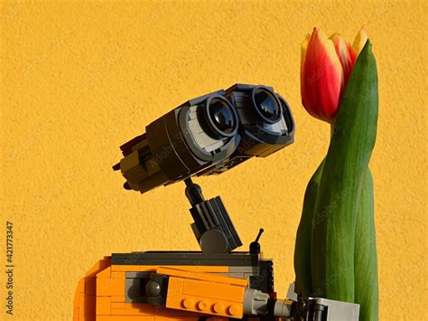 LEGO Wall-E robot from Pixar animated movie looking closely at real orange tulip flower, bright ...