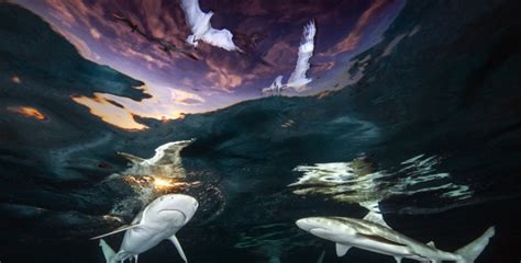 Underwater Photographer of the Year Awards 2021 winners announced ...