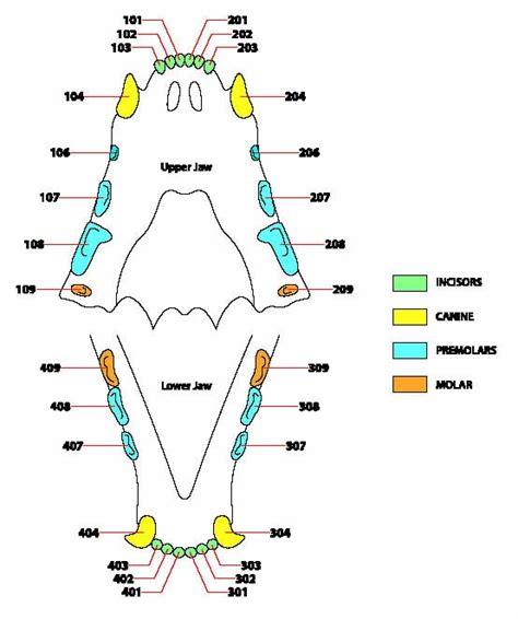 Cat Dental Chart