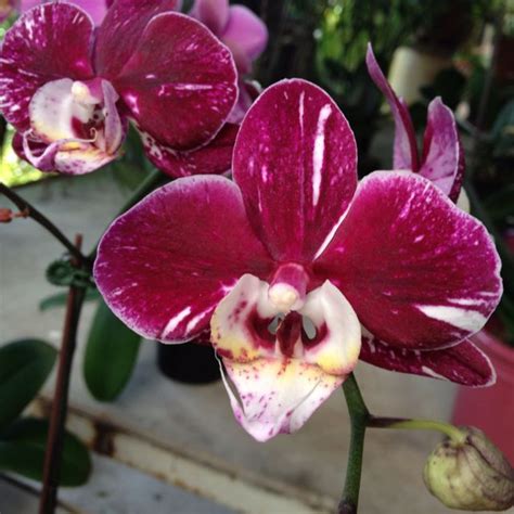 Another orchid from Venezuela. Otra variedad de orquidea Orchids ...