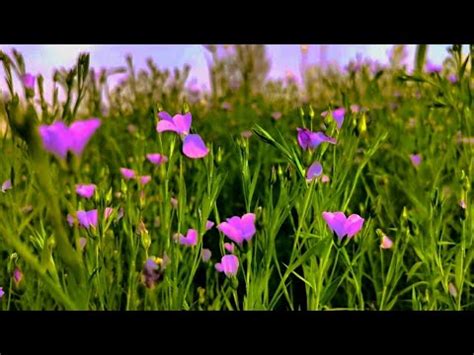 4K Cinematic nature video | Sony IMX 766 - YouTube