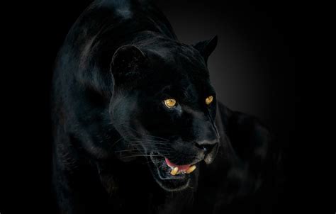 Wallpaper eyes, Panther, fangs, Jaguar, jaguar, eyes, panther, catch images for desktop, section ...