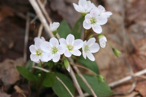 Canadian quiz: Do you know your provincial flowers? | May flowers, First flowers of spring, Flowers