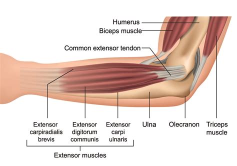 Hand Gripper Workout Routine - Infoupdate.org