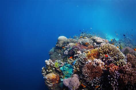 Balicasag Island Snorkeling & Dolphin-Watching I With Lunch