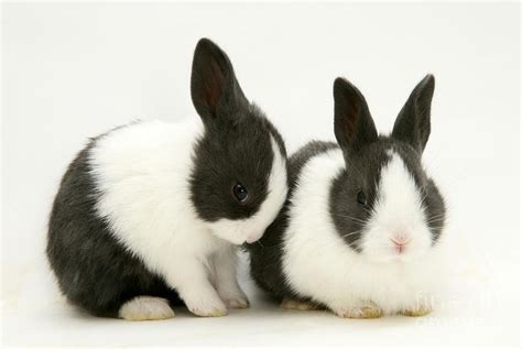 Cutest Rabbit Breeds