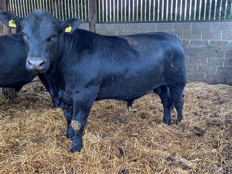 8 pedigree Aberdeen Angus bulls 16-19 months- For Sale - Aberdeen-Angus Cattle Society