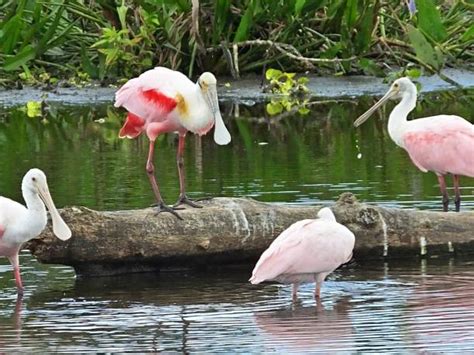 Roseate Spoonbill Habitat Pictures Stock Photos, Pictures & Royalty ...