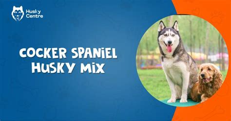 Cocker Spaniel Husky Mix - Husky Centre