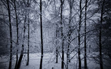 Snowy Forest Wallpapers - Wallpaper Cave