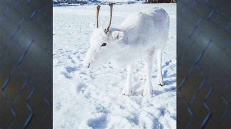 Rare white baby reindeer appears just in time for Christmas