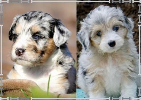 Blue Merle Mini Aussiedoodle | Blue Eyed Aussiepoo - Aussiedoodle Moon