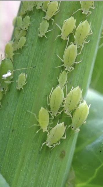 Life Cycle of an Aphid | What are Aphids or Plant Lice | Plant lice ...