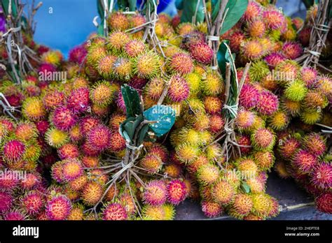 Family sapindaceae hi-res stock photography and images - Alamy