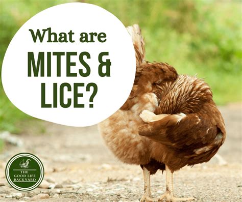 How to prevent & treat chicken mites & lice| Backyard chook tips & tricks