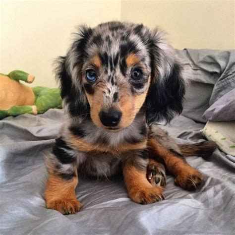 Long-haired dapple miniature dachshund... | Weiner Dogs | Pinterest ...