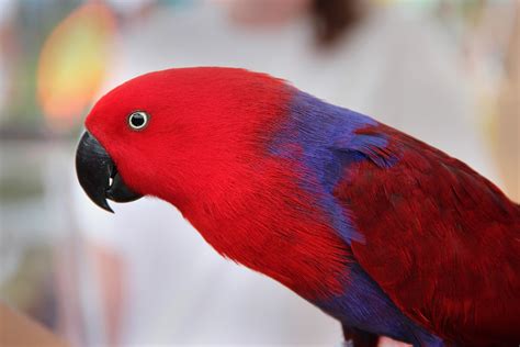 George F Photography: Red Parrot