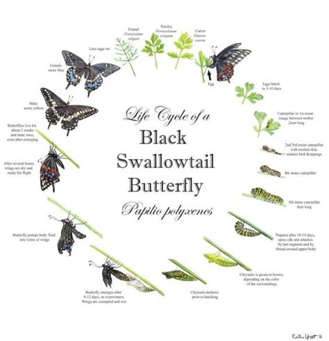 Life Cycle of a Black Swallowtail Butterfly