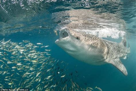 Stunning images show whale shark hoovering up a spiral of plankton | Whale shark, Whale, Shark