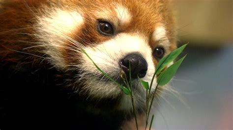 Species-saving love: Sachi the red panda finally finds romance at ...