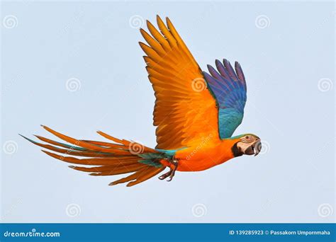 9,592 Parrot Flying Stock Photos - Free & Royalty-Free Stock Photos ...