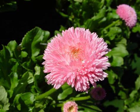 Bellis perennis | GardensOnline