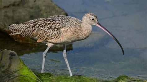 Help wanted for 2 bird conservation projects in B.C. | CBC News