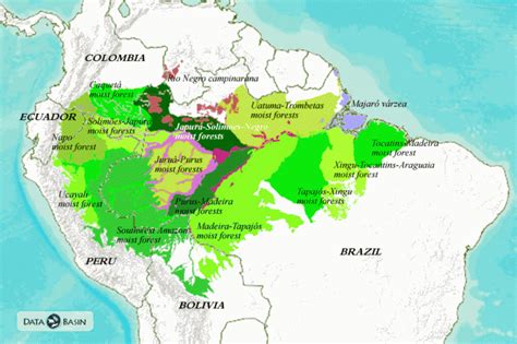 Amazon basin - Alchetron, The Free Social Encyclopedia