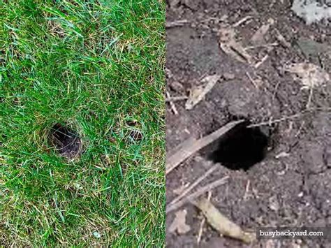 Mole Holes vs Rat Holes: Differences in Burrows & Tunnels