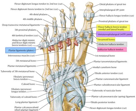 Turf toe causes, signs, symptoms, recovery, diagnosis & turf toe treatment