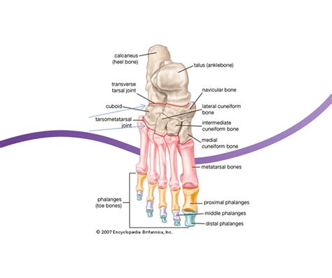 Mid Foot Osteoarthritis: Causes, Symptoms & Treatment | The Feet People Podiatry