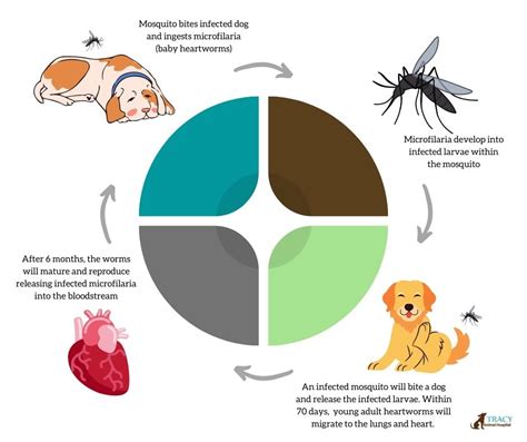 How Does A Dog Get Heartworm