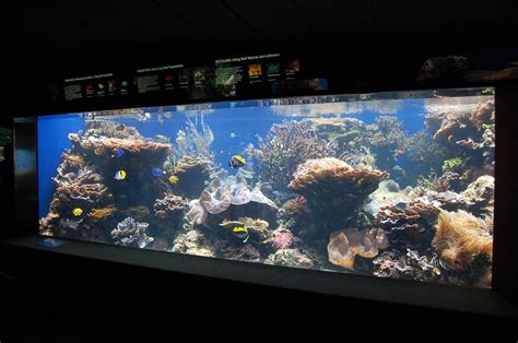 Waikiki Aquarium, Oahu | To-Hawaii.com