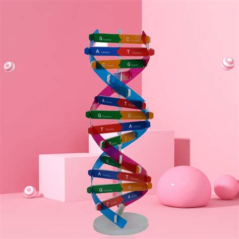 Science Tools DNA Models Special Biological Science DNA Models Creative ...