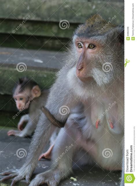 Monkey mother and child stock photo. Image of banana - 83862298