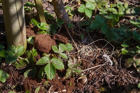 How To Use Coffee Grounds As Fertilizer: A Short Guide