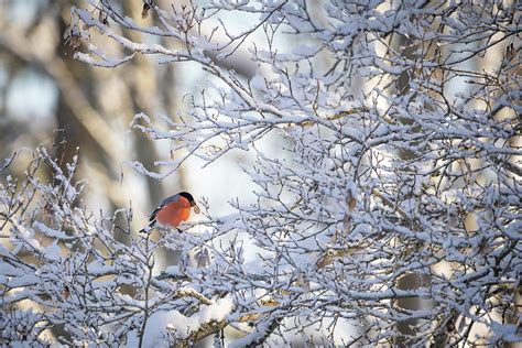 Bullfinch in Winter #2 Photograph by Teemu H | Fine Art America