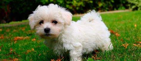 Would you like to Buy a Cute Maltese Puppy? We will help you