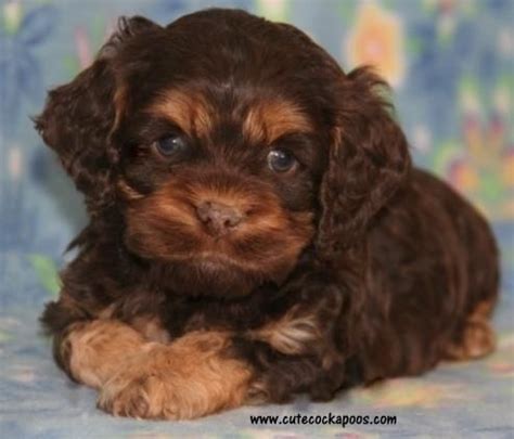 Cutest Cockapoo | Poodle mix, Cute dogs, Cockapoo