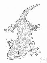 15 Beautiful Gecko Coloring Pages Photography In 2020 Sketch Coloring Page sketch template