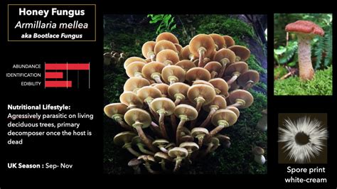 Honey Fungus – Identification, Edibility, Distribution, Ecological Role ...