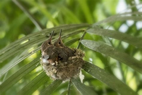 Webinar: How to reduce impact on nesting birds | Tree Care for Birds