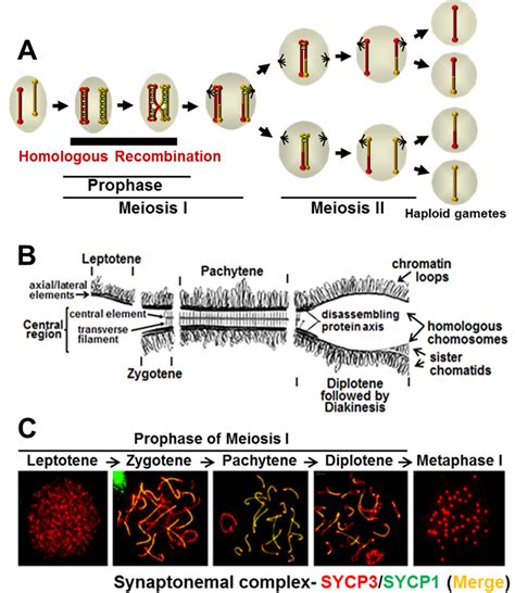 Meiosis and Dynamics of Homologous Chromosomes