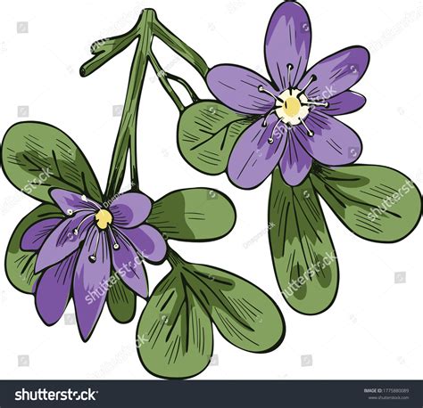 Flor del guayacan: ilustraciones, imágenes y vectores de stock | Shutterstock