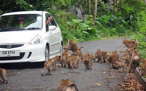 Where to see Monkeys in Phuket