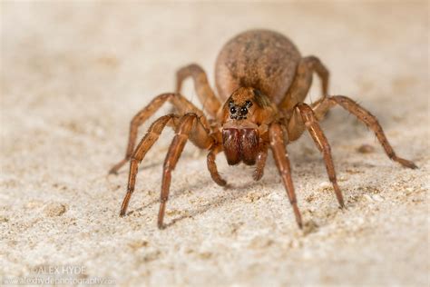 Ground Wolf-spider {Trochosa terricola} | Alex Hyde