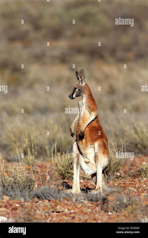 Red Kangaroo, (Macropus rufus), adult male alert, Sturt Nationalpark, New South Wales, Australia ...