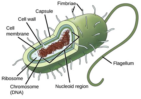 Prokaryote Cell Diagram